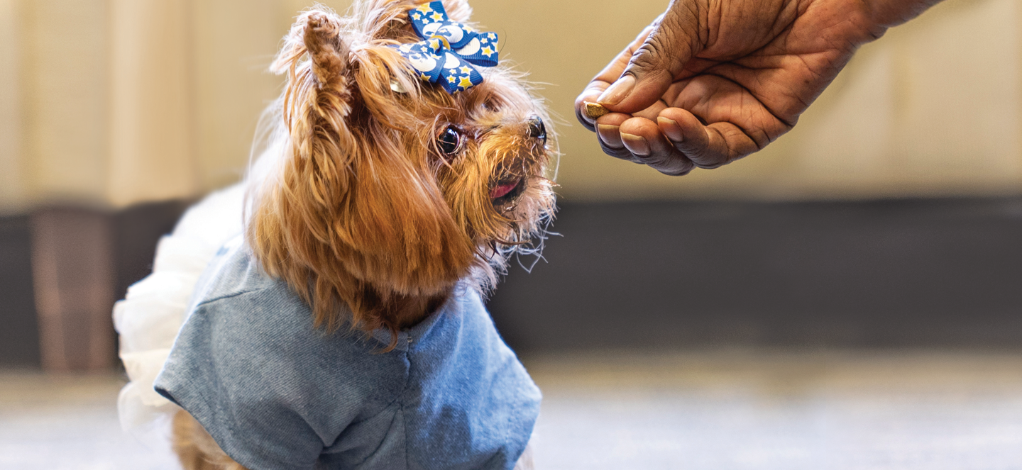 Mystie the dog being fed a treat